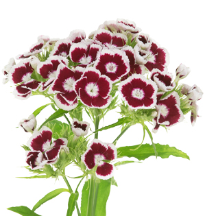 A detail image of Dianthus Barbatus also known as Sweet William.