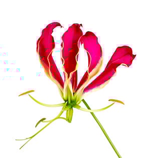 Gloriosa lily deals