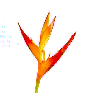 A detail image of Heliconia also known as Parrot Flower.