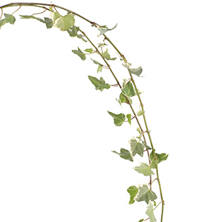 Ivy in Flower Arrangements