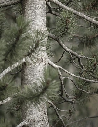 White Pine Tree