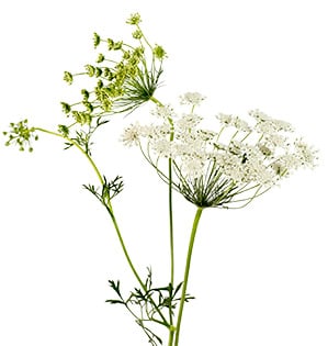 Queen Anne's Lace