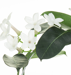 Stephanotis