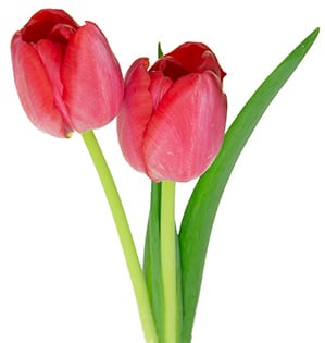 Single Spring Flower