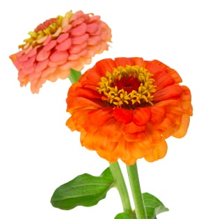 A detail image of Zinnia's.