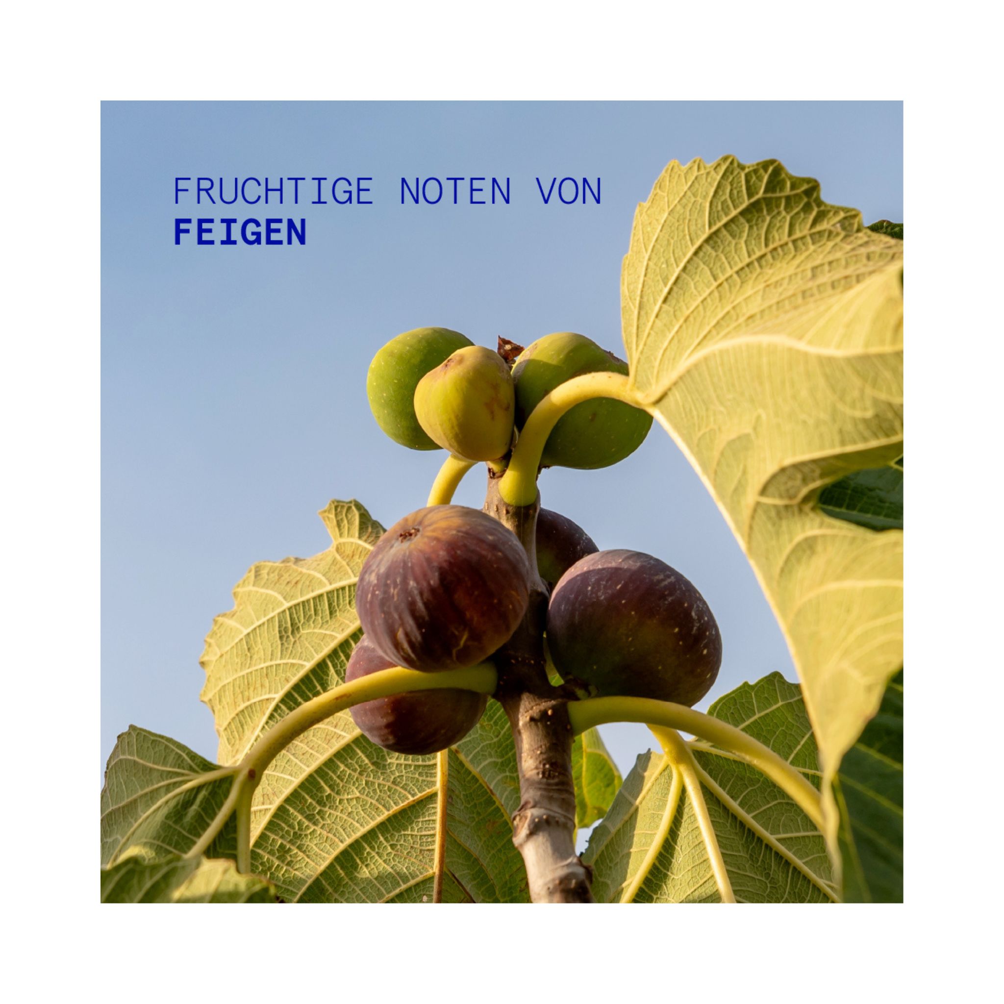 COASTAL FIG Handcreme Thumbnail 3
