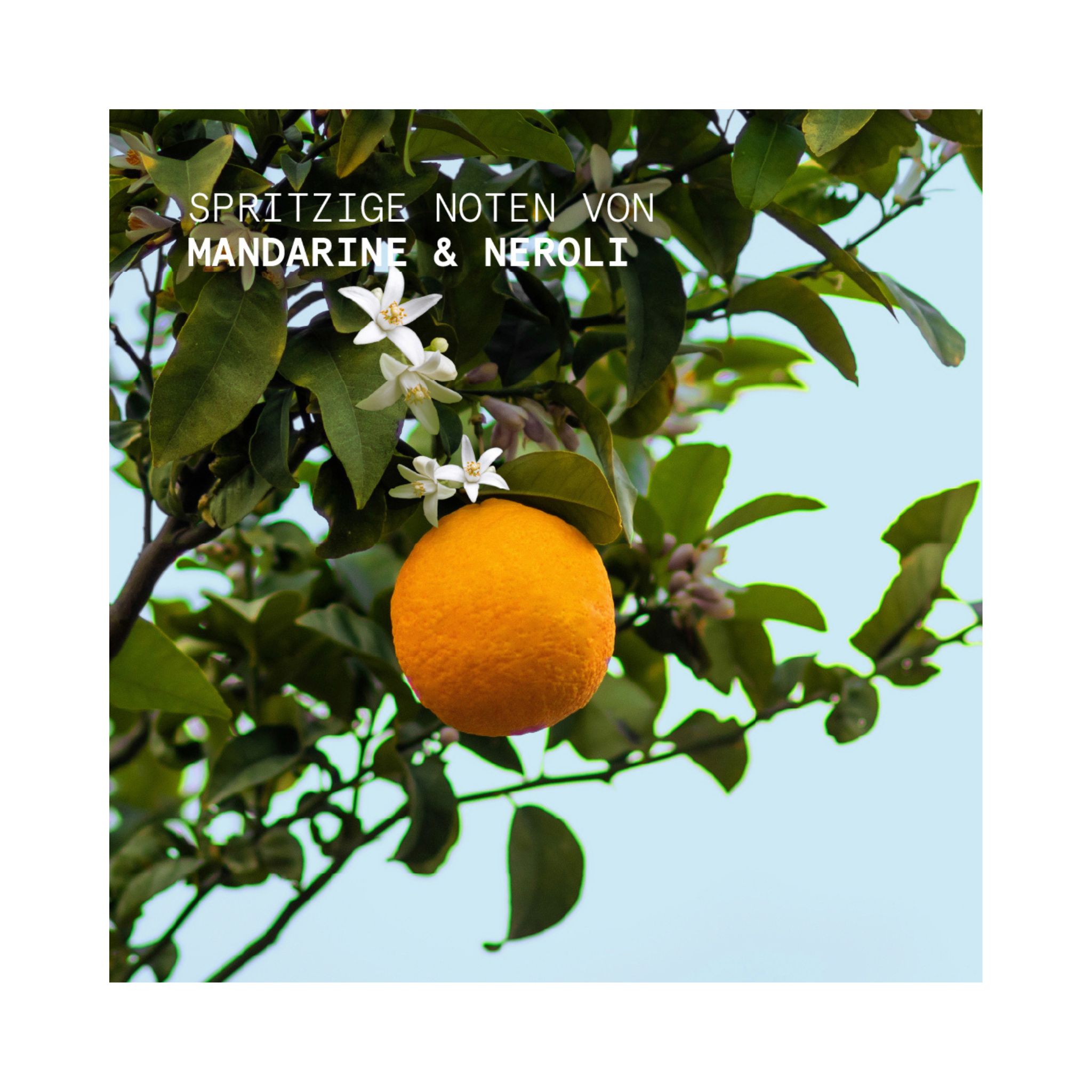 MANDARIN NEROLI Handcreme Thumbnail 3
