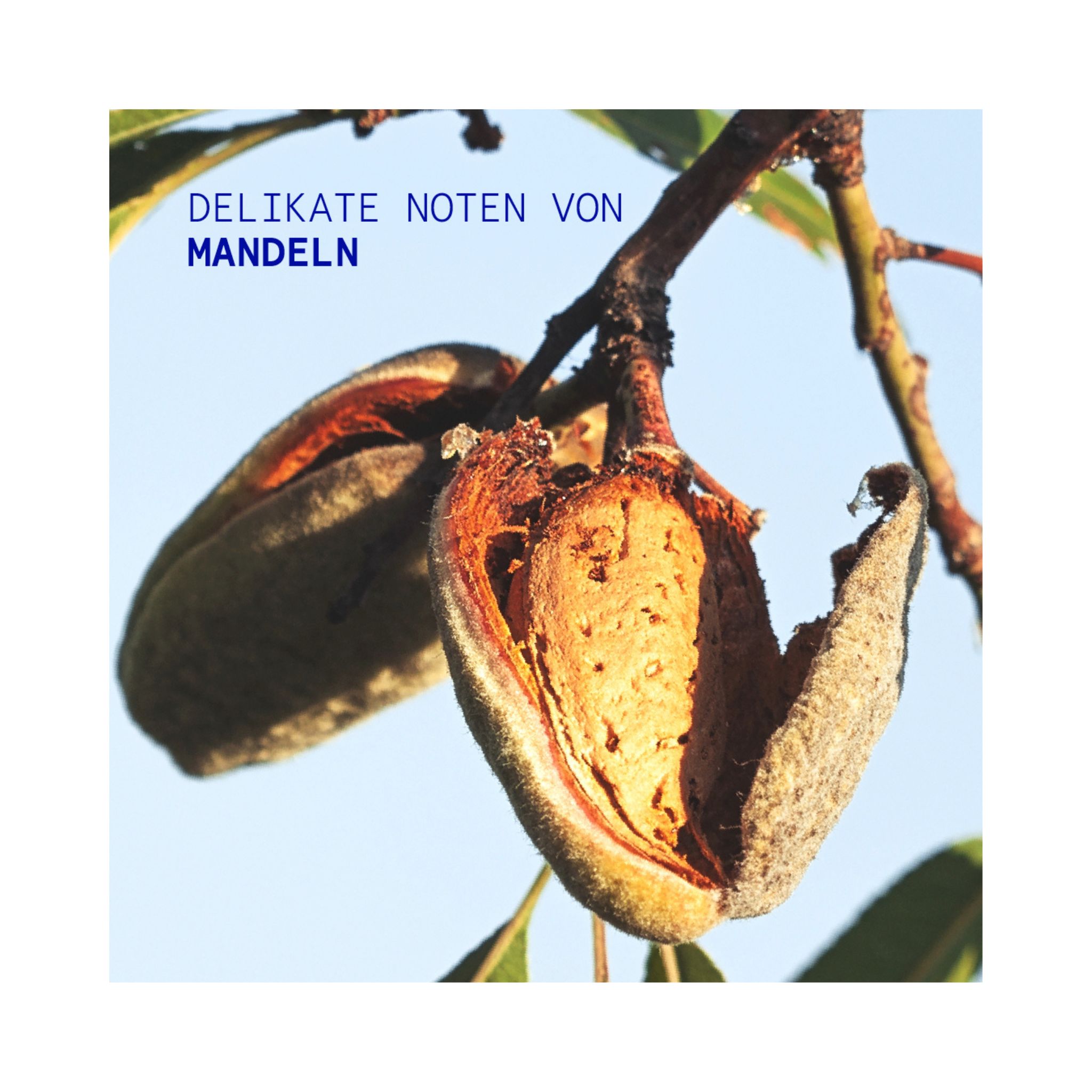 ALMOND NUT Handcreme Thumbnail 3
