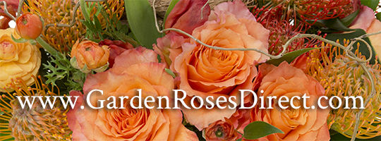 Visit the Garden Roses Direct website.
