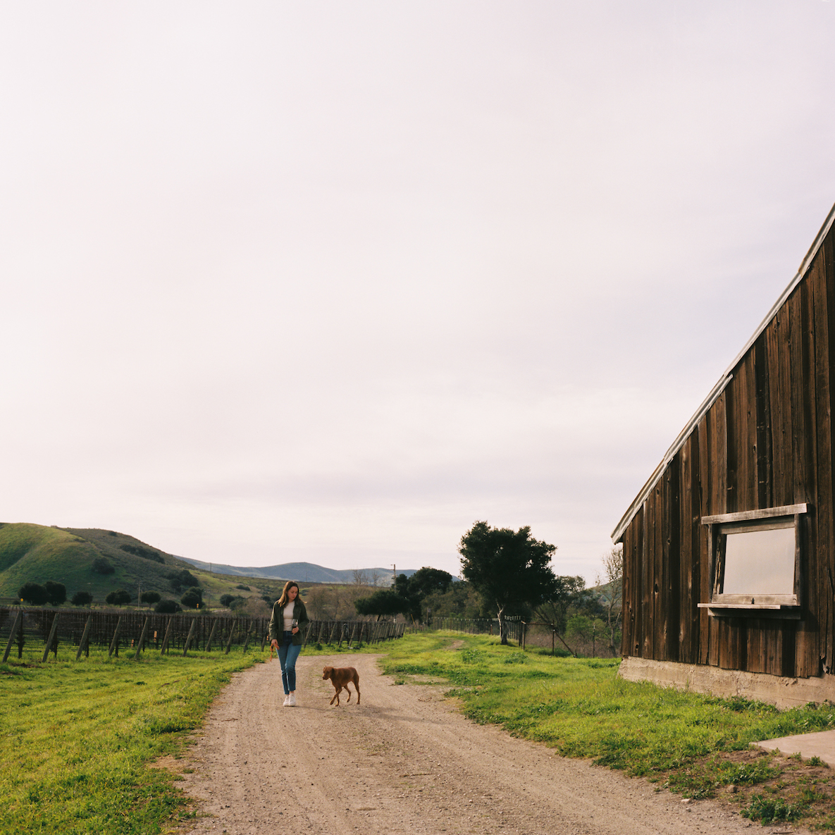 article image Fiddlestix Vineyard, Sta. Rita Hills AVA