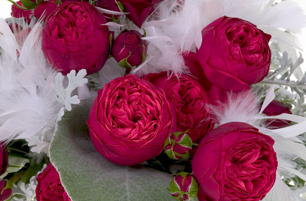 This vintage Valentine's Day floral design pairs Piano garden roses with dusty miller and lambs ear, then adds fluffy white feathers, pearls, and rhinestones for a glamorous touch.