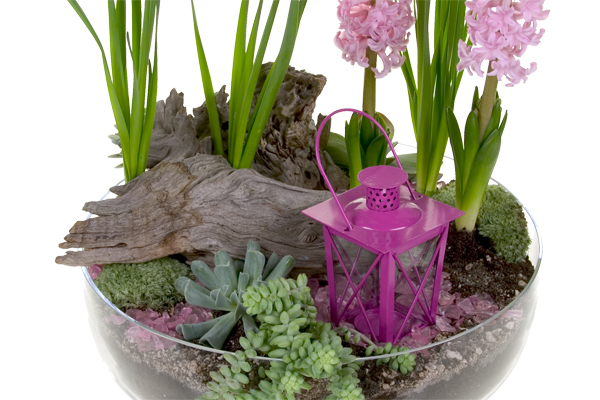 A terrarium inspired succulent spring garden bursts with color and fragrance by mixing hyacinths, paperwhites, and small succulents with a textured piece of wood and a small fuchsia colored lantern.