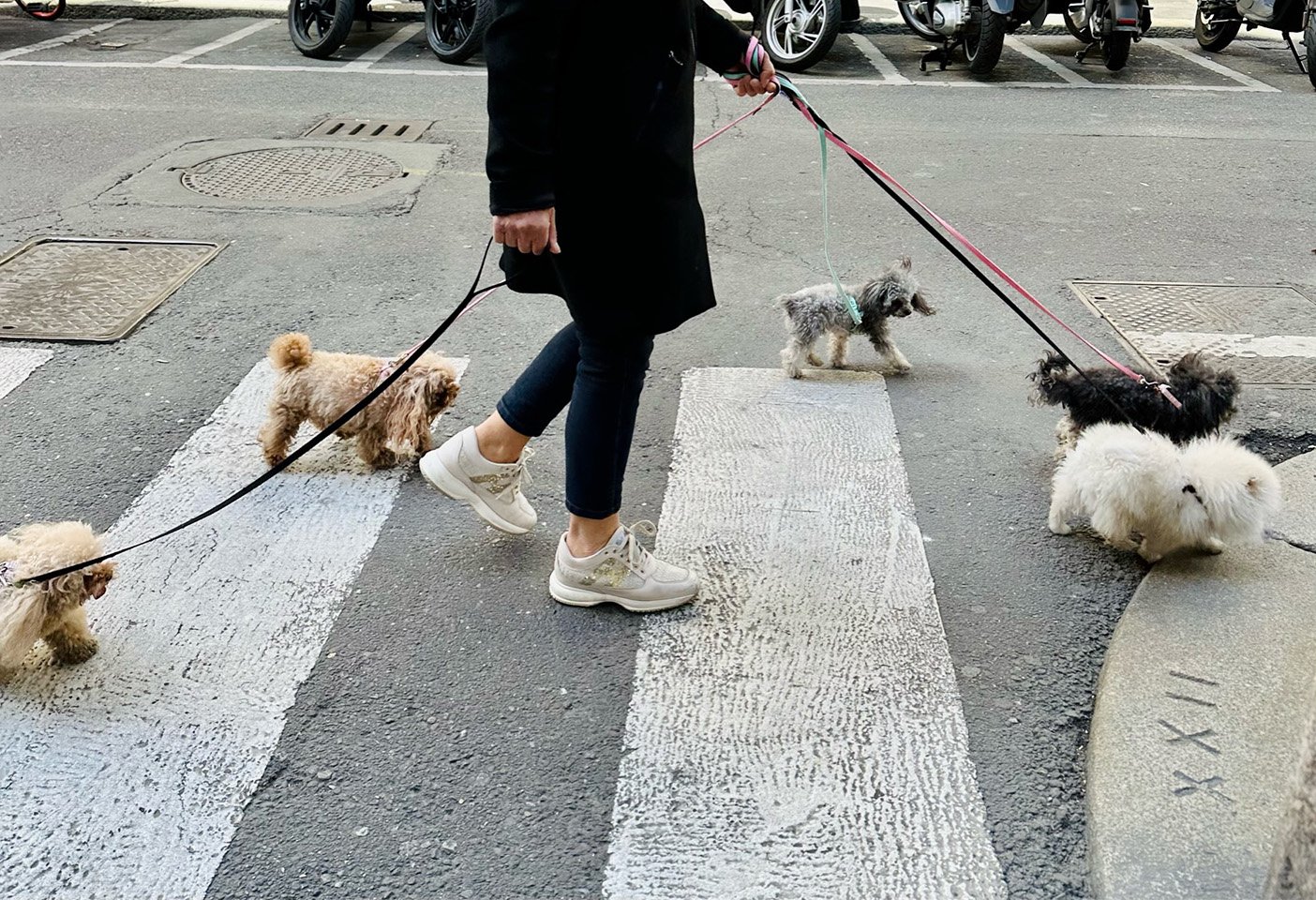 Dogs on show, the many faces of Milano. Photo c/o Space.