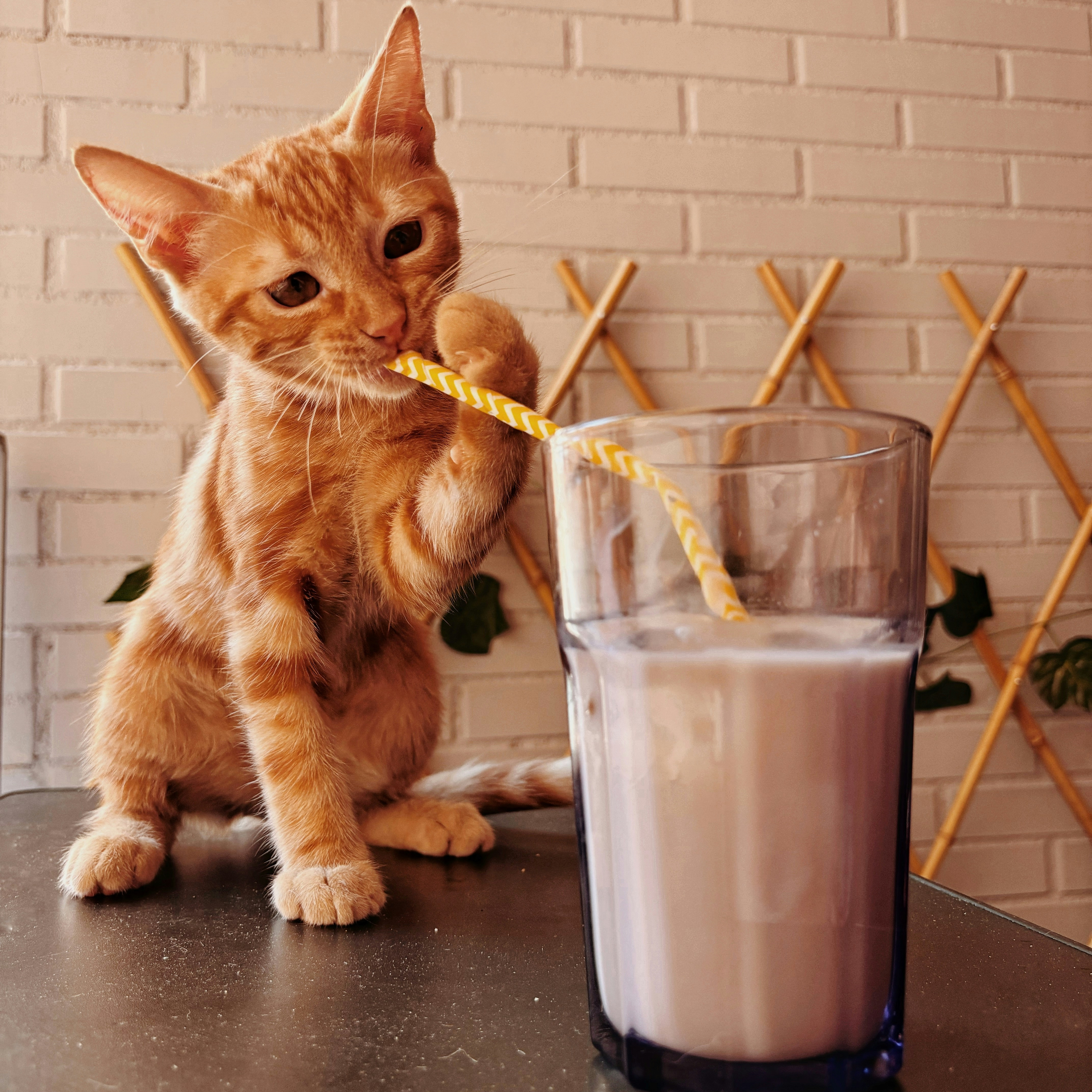 Ginger tabby kitten biting a yellow striped straw in a glass of milk.