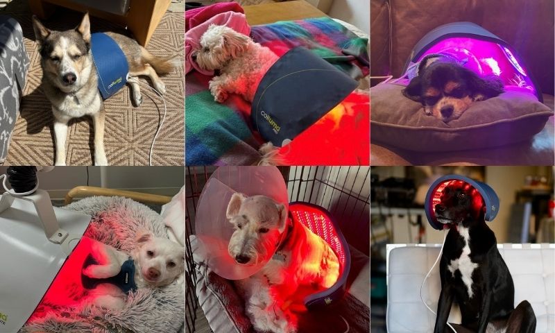 Benefits of Red Light Therapy for Dogs in the UK