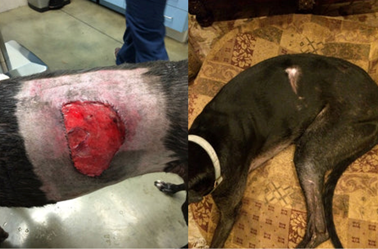 Before and after image showing a dog with improved skin and wound healing following a black widow spider bite. After image (right) shows dog 6 weeks after Celluma treatments.