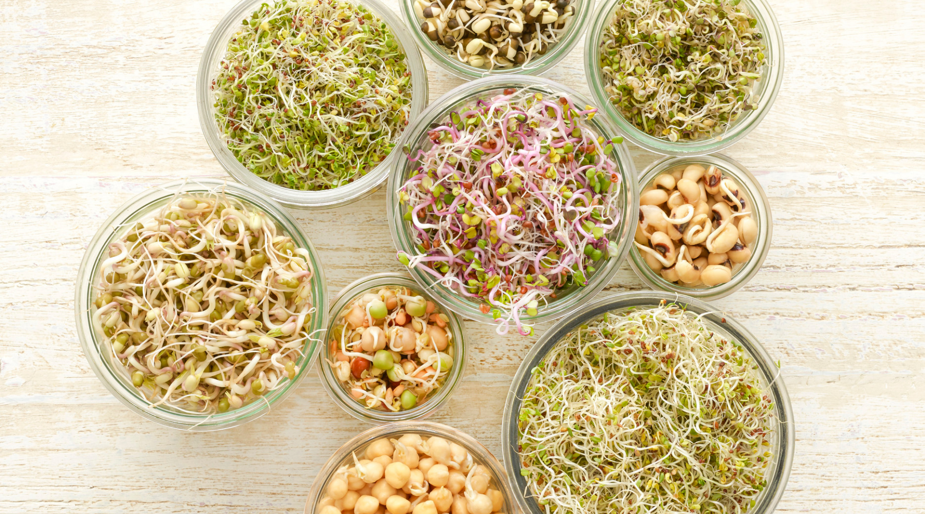 THE BEST SEEDS FOR SPROUTING AT HOME