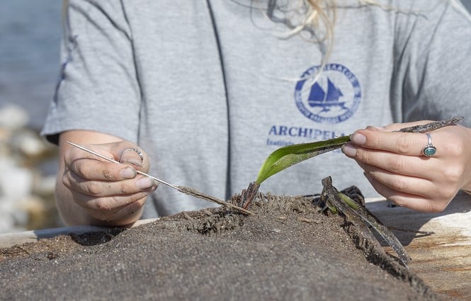Mitarbeiter des Archipelagos Institute of Marine Conservation setzt Stecklinge in biologisch abbaubare Säcke, um die Seegraswiesen aufzuforsten. 
