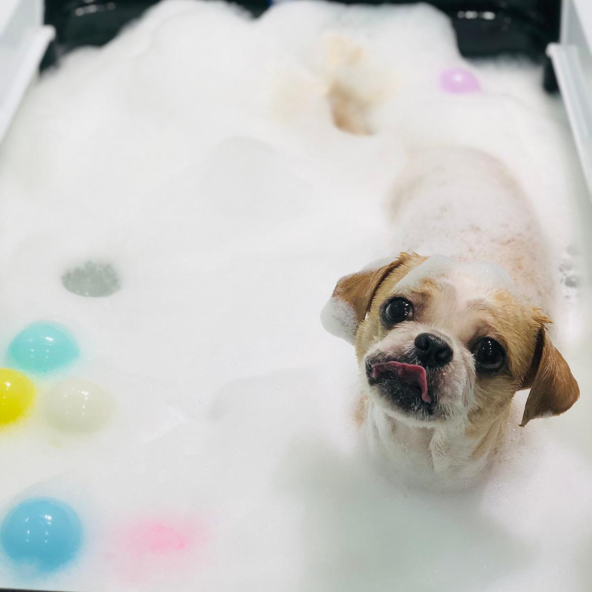 Small tan and white dog licking its nose while taking a bubble bath. Professional pet grooming, dog spa services, nd relaxing canine hydrotherapy with colourful toy balls.
