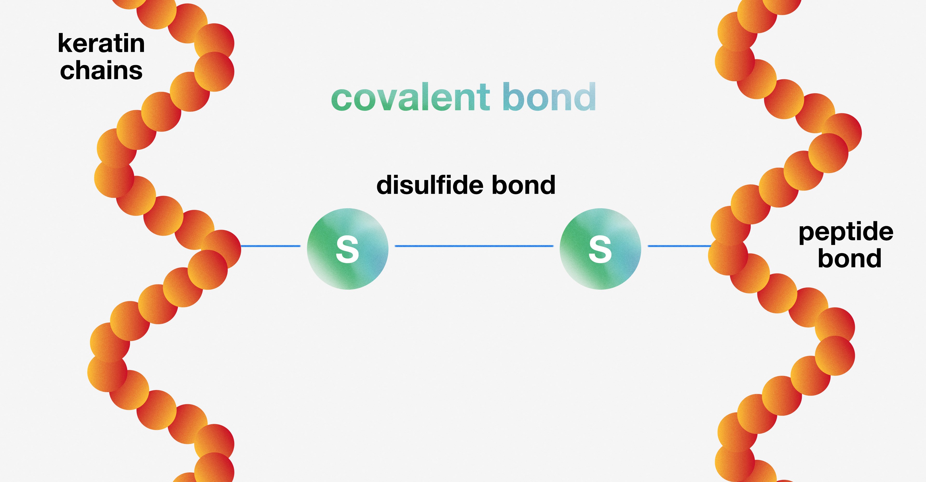 Science Class 13: Bonds + holistic hair health