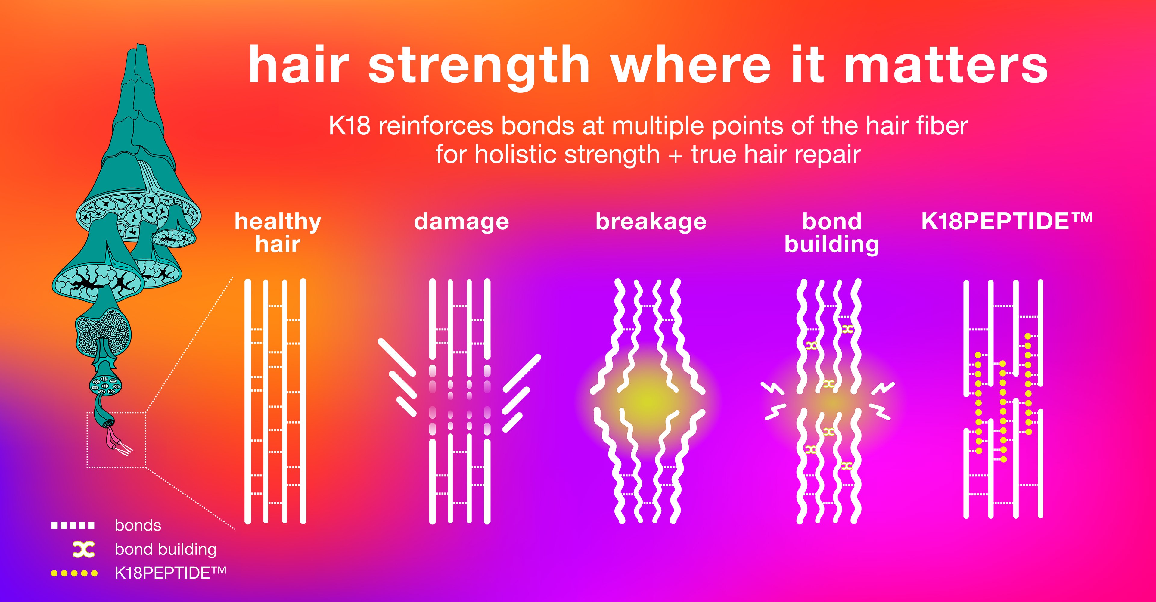 Science Class 13: Bonds + holistic hair health