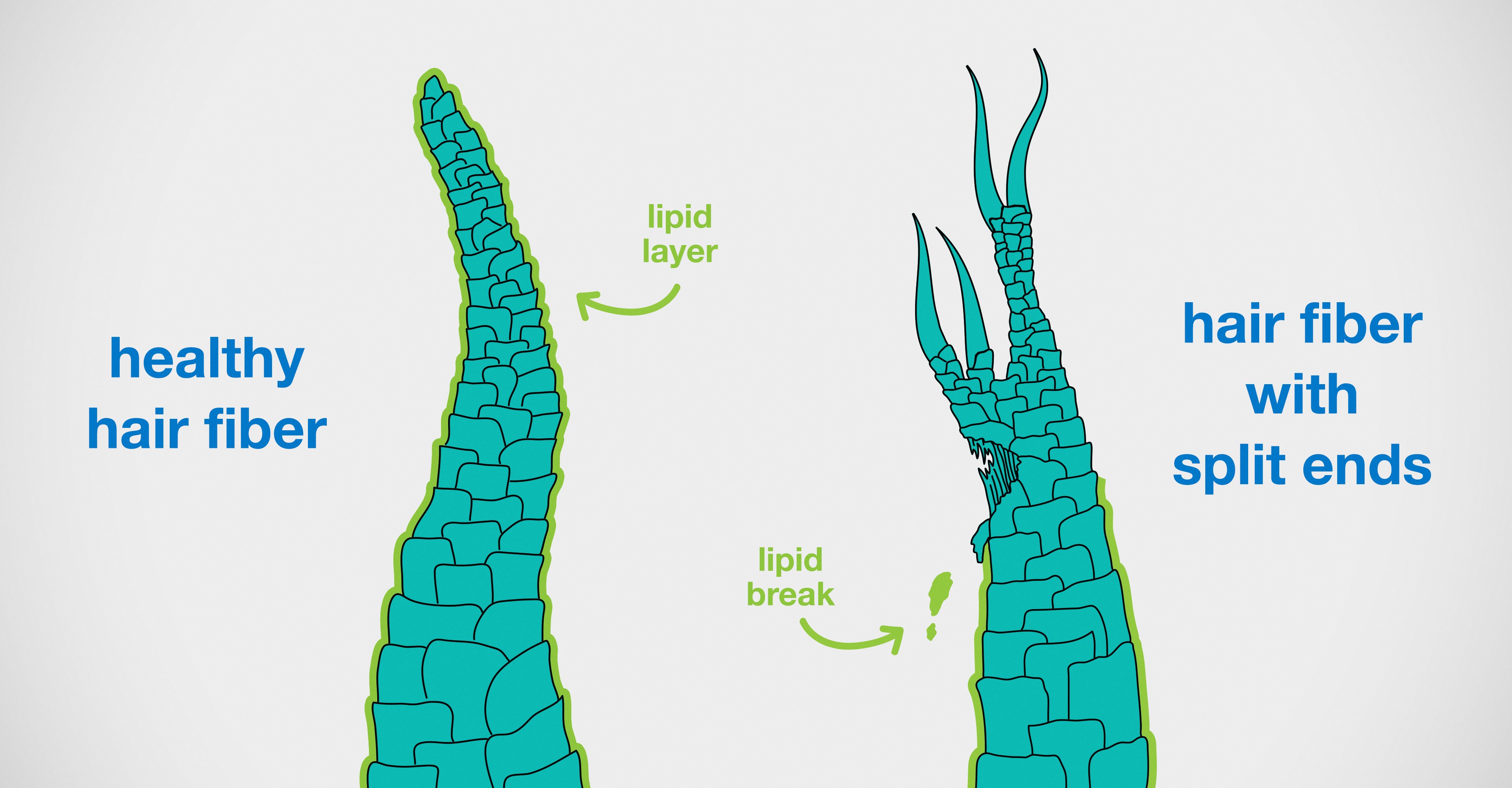 Myth Busting 09: Split ends