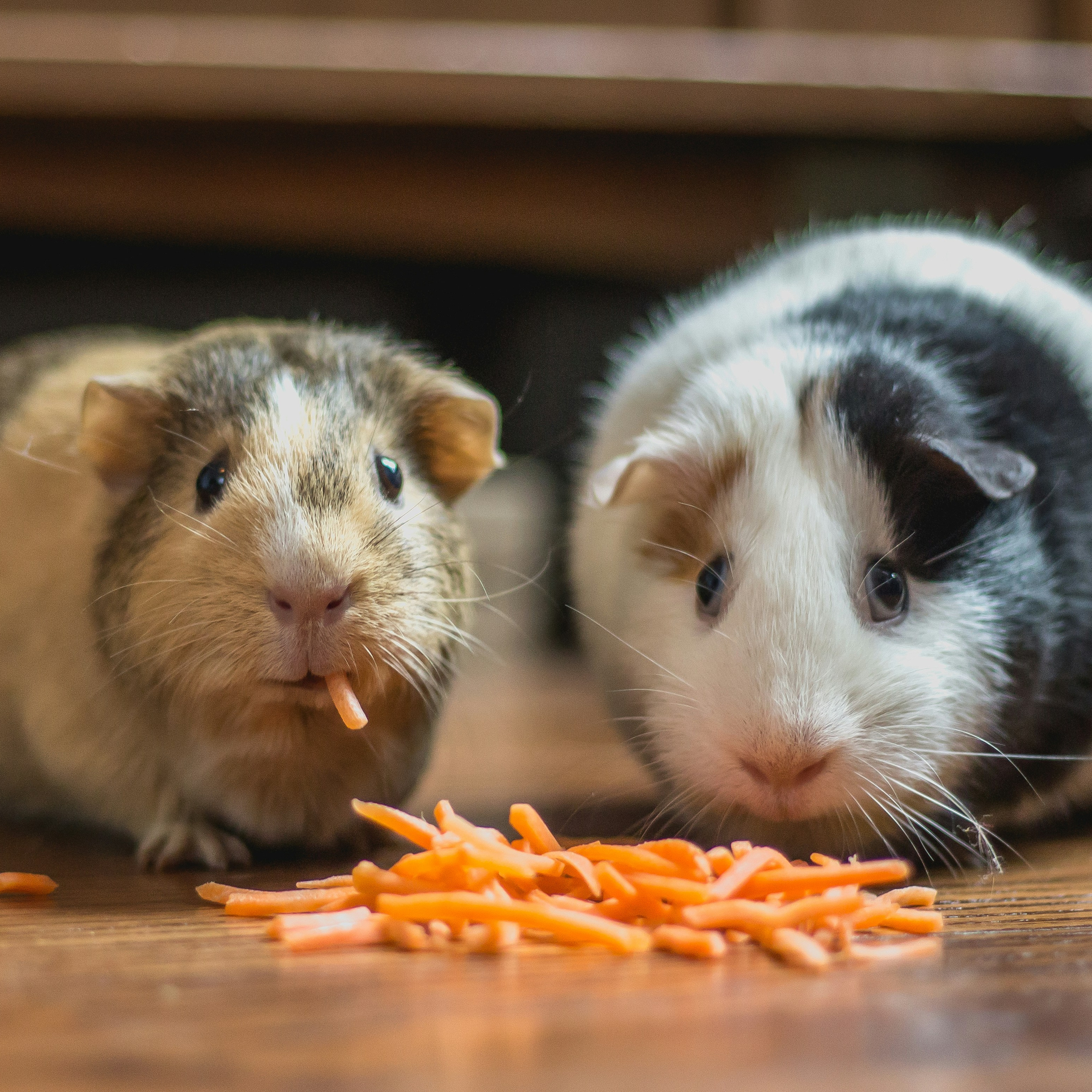 Two guinea pigs eating shredded carrots on a wooden floor. Small pet nutrition, healthy guinea pig treats, and domestic rodent care.