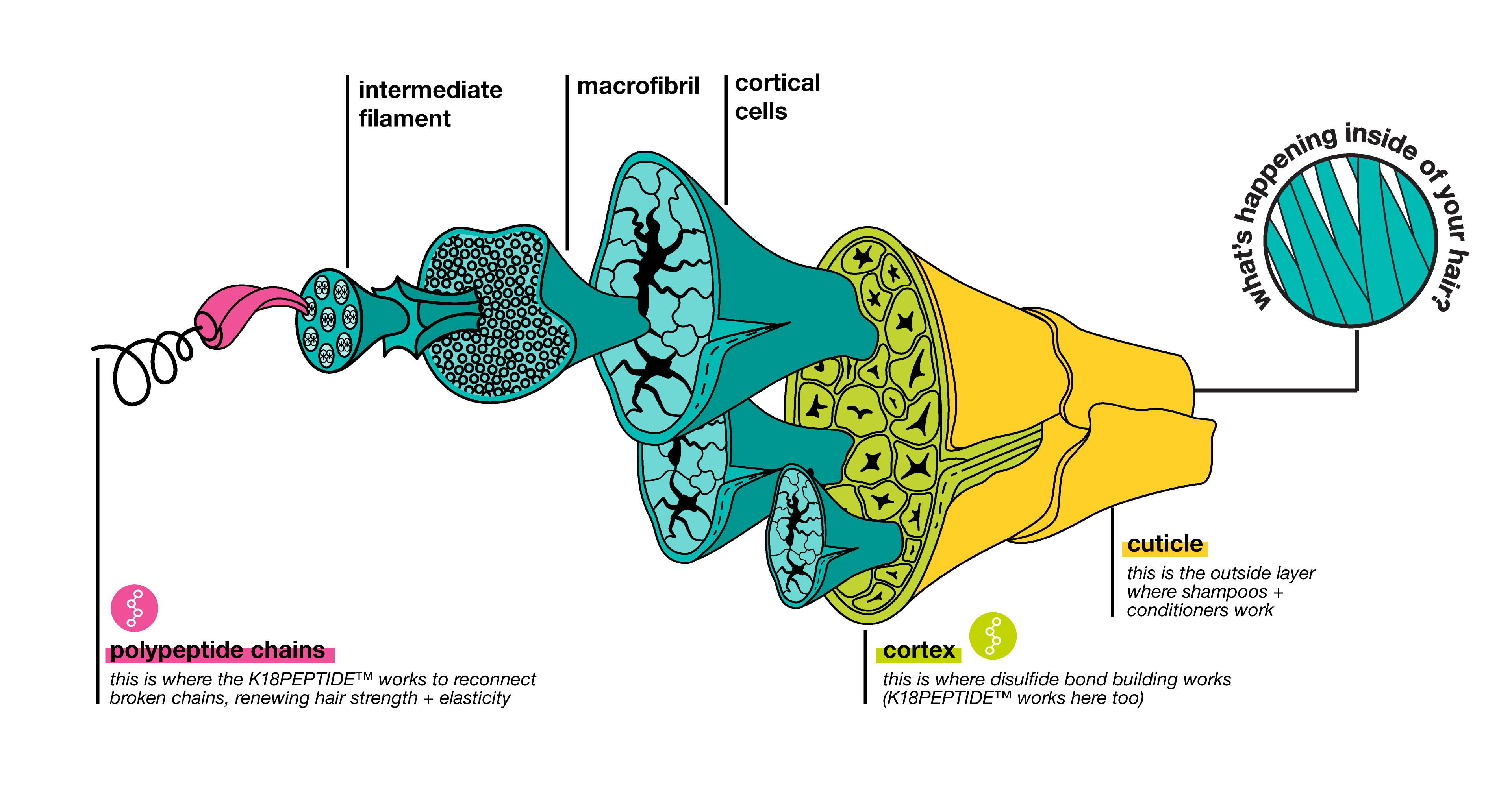 hair fiber graphic showing where K18 molecular repair technology works vs. alternatives like bold building technology and shampoos and conditioners.