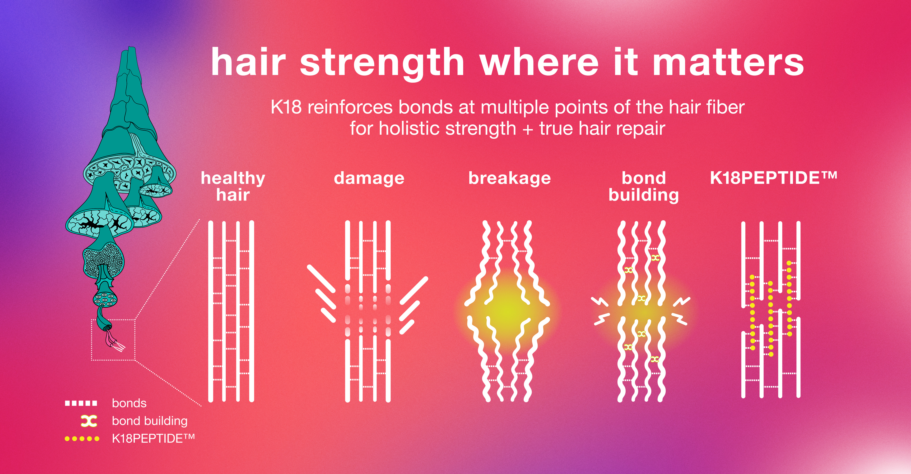 IMAGE OF HOW HAIR STRENGTH VARIES ACROSS HEALTHY HAIR, DAMAGED HAIR, K18 MOLECULAR REPAIR, AND BOND BUILDING TECHNOLOGY