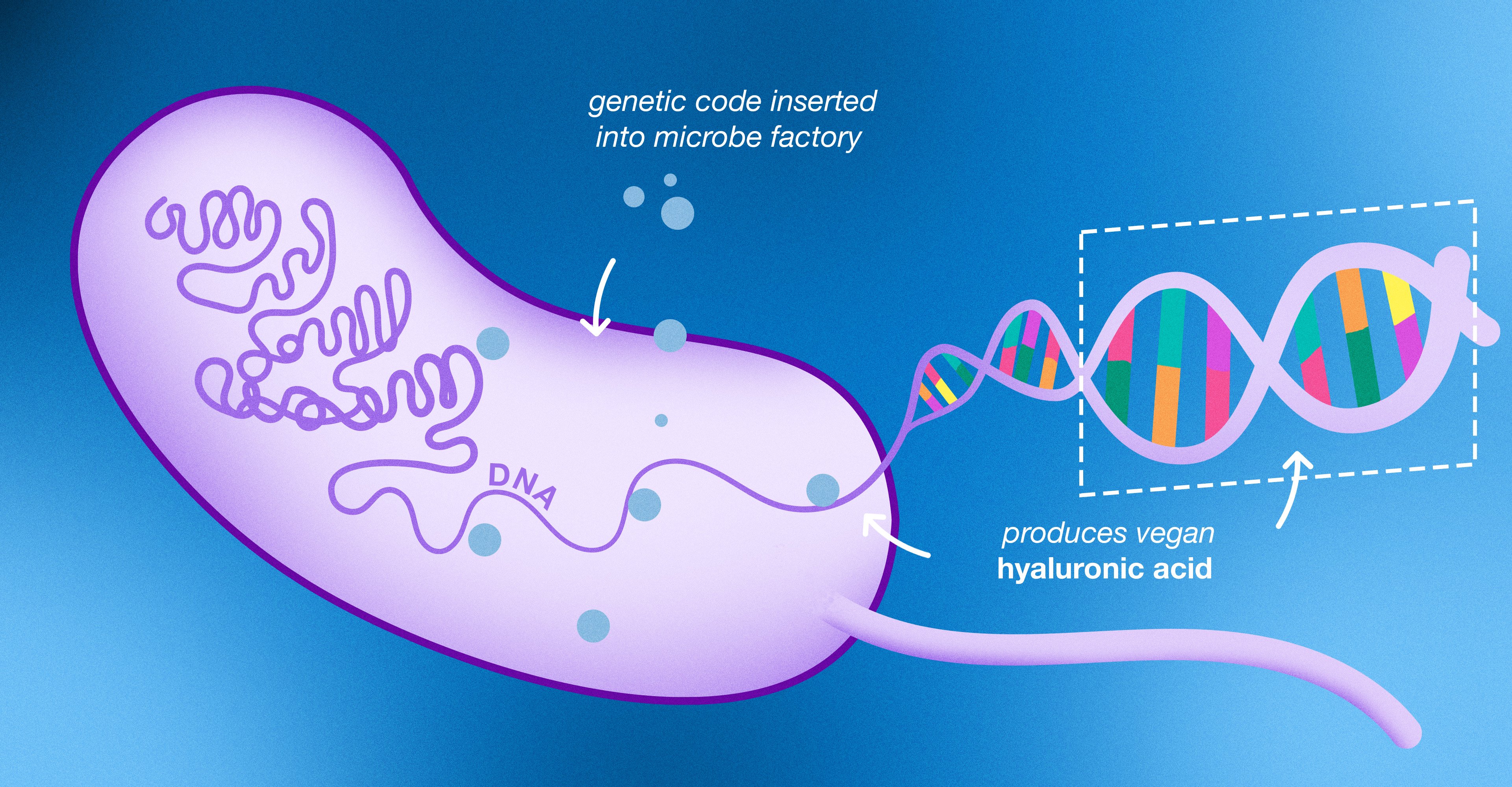 THE PROCESS OF MICROORGANISMS DNA BEING USED TO EXPRESS DIFFERENT GENES