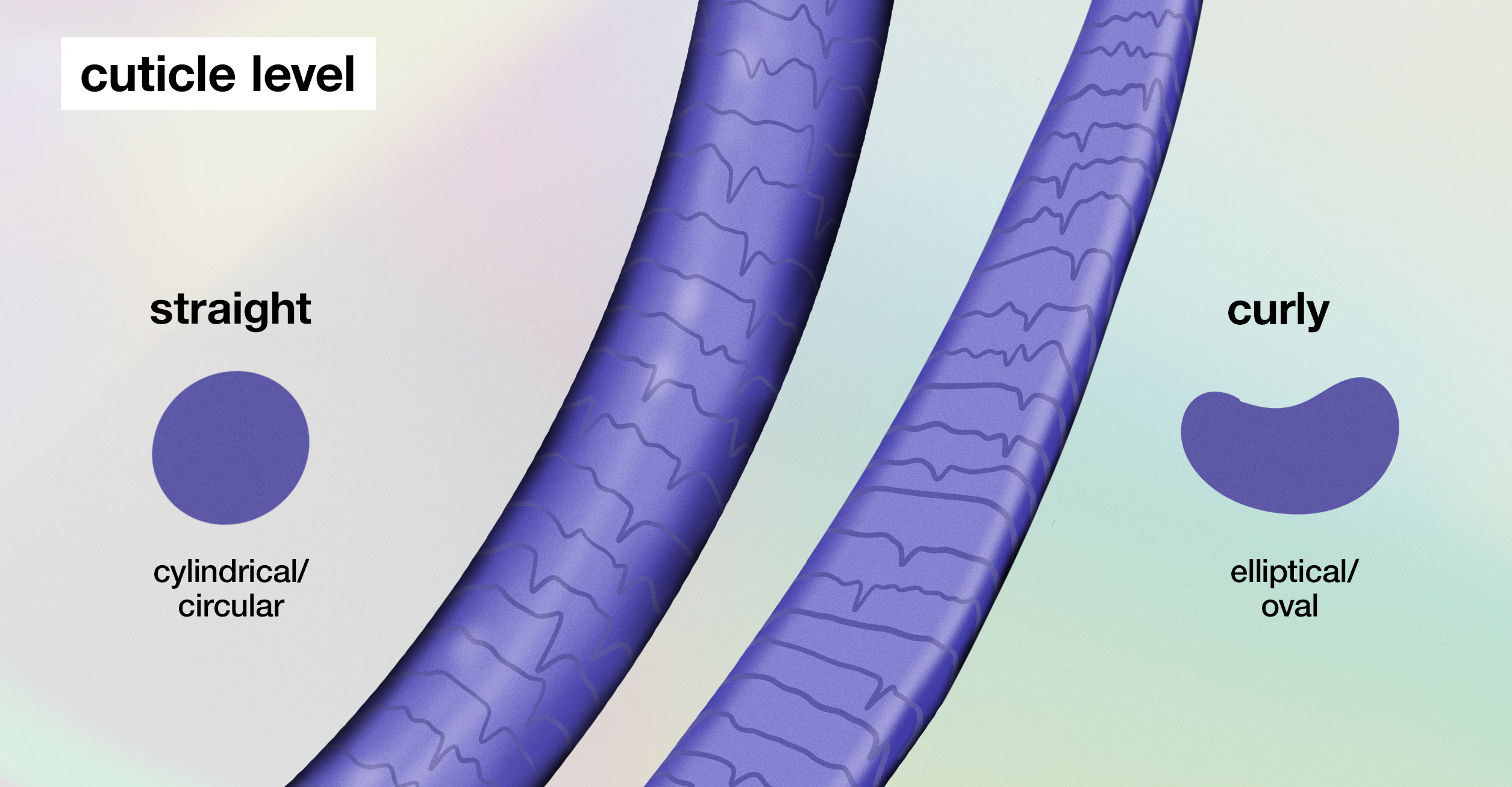 MICROSCOPIC VIEW OF OF CURLY/STRAIGHT CUTICLE SHAPES