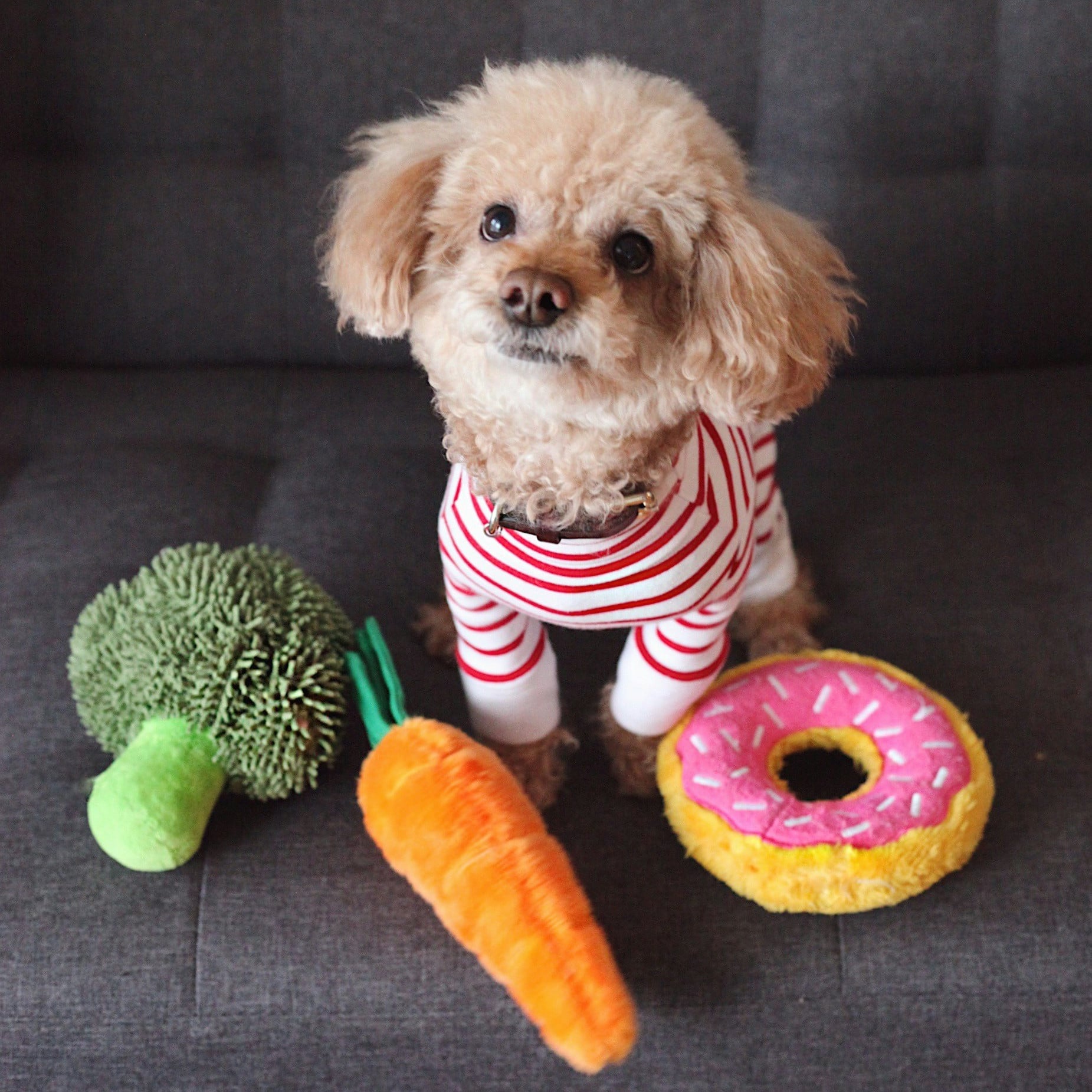 A small tan poodle wearing a red and white striped shirts sit on a gray sofa with plush toys around the dog.