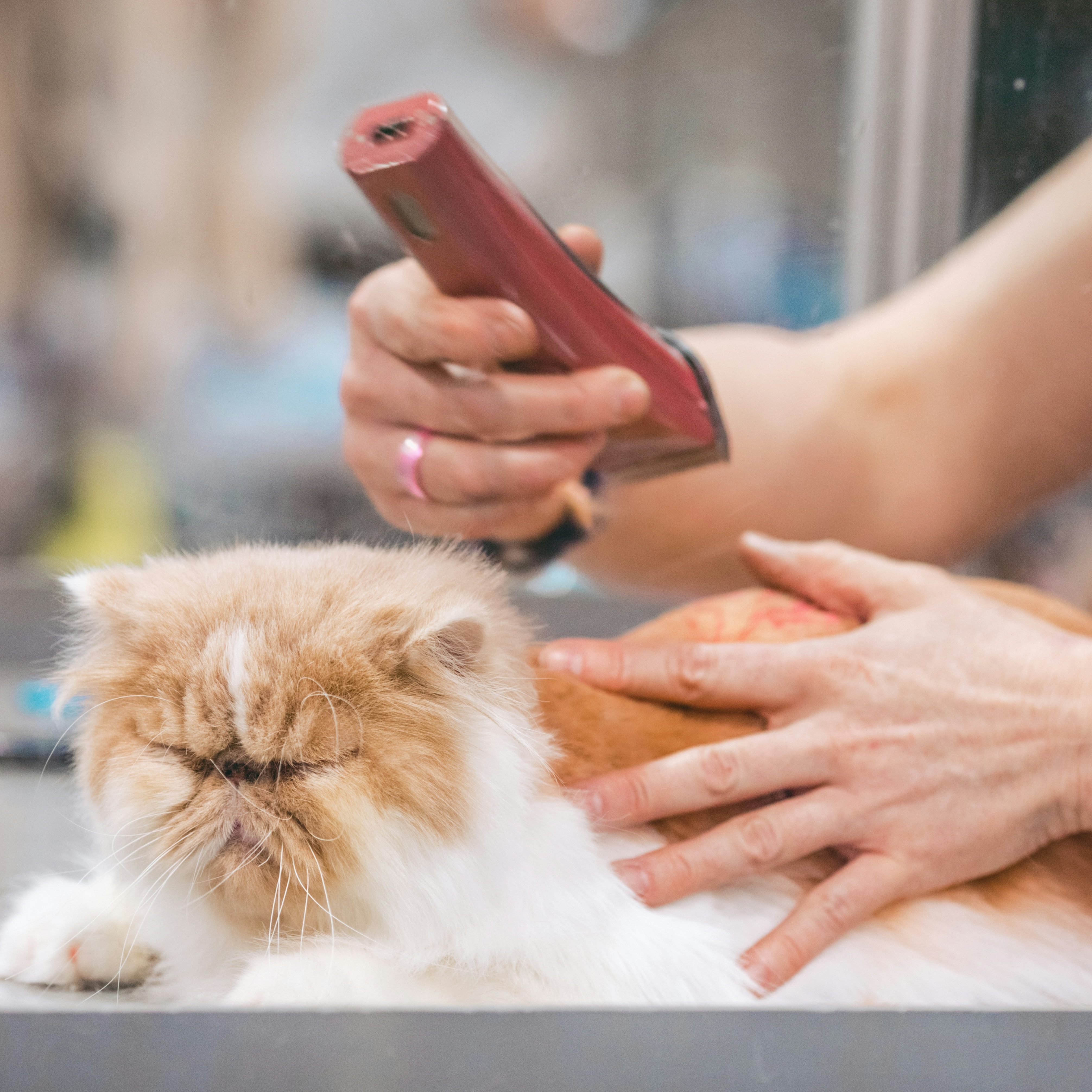 Professional groomer using electric clippers on a ginger and white Persian cat.