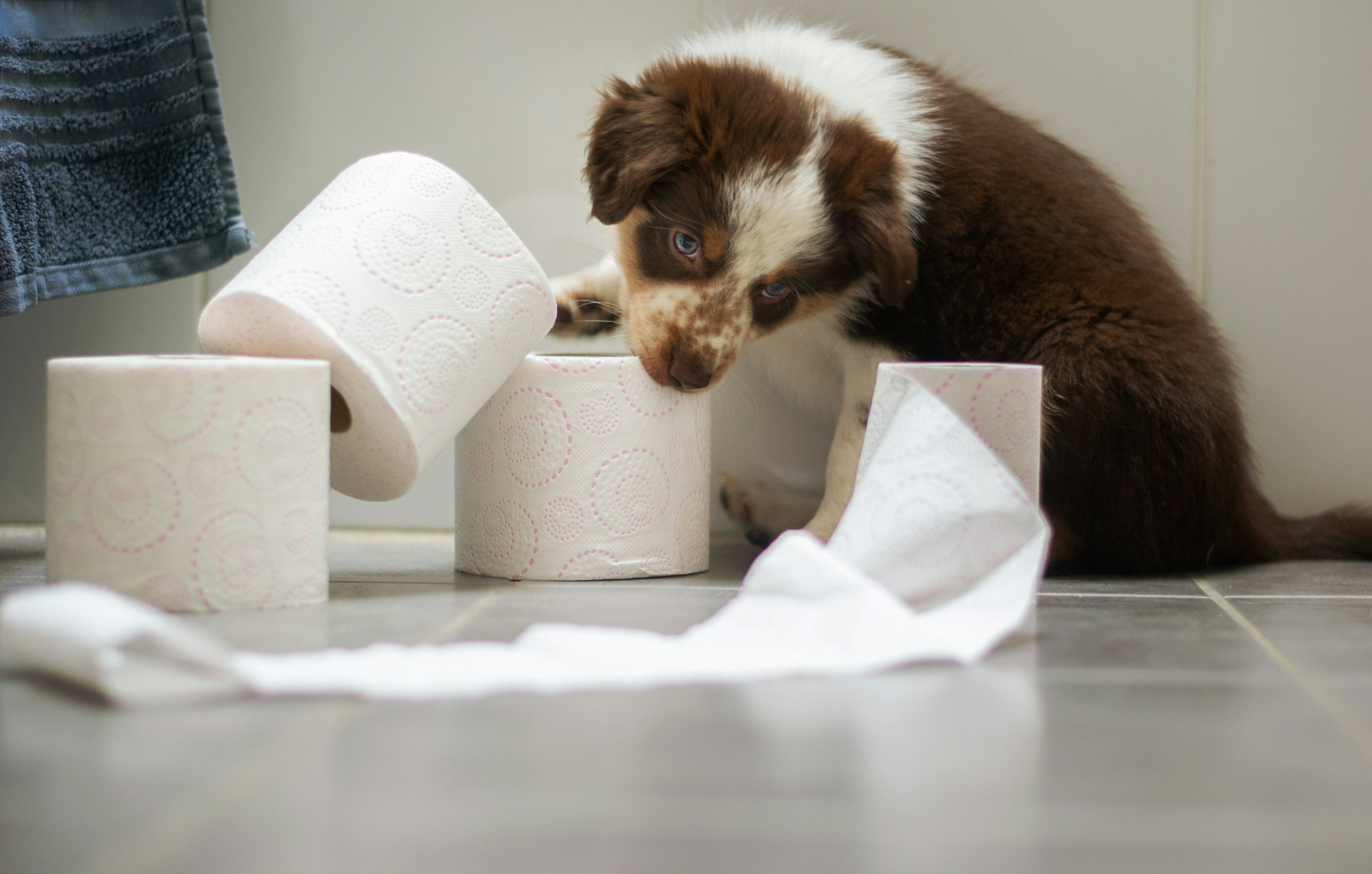 Australian Shepard puppy playing with toilet paper rolls. Brown and white puppy mess during indoor do training.