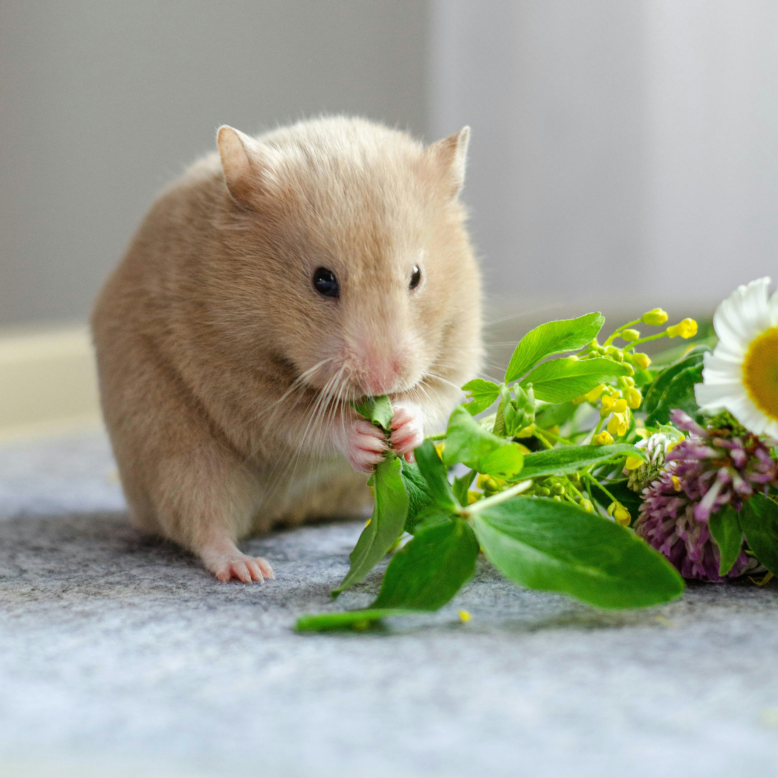 Cream-coloured Syrian hamster eating fresh green leaves next to wildflowers. Healthy hamster diet, forage treats.