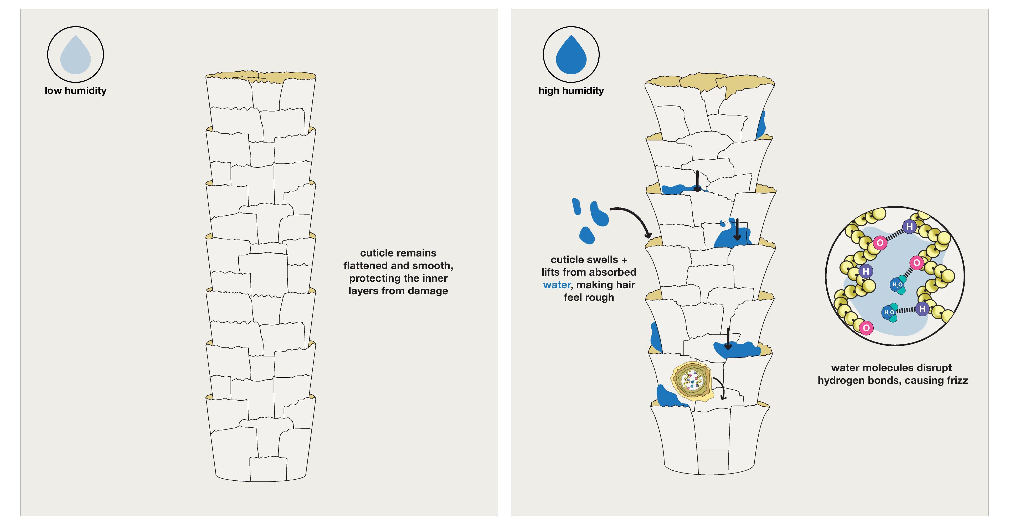 What Is Optimal Hair Hydration?