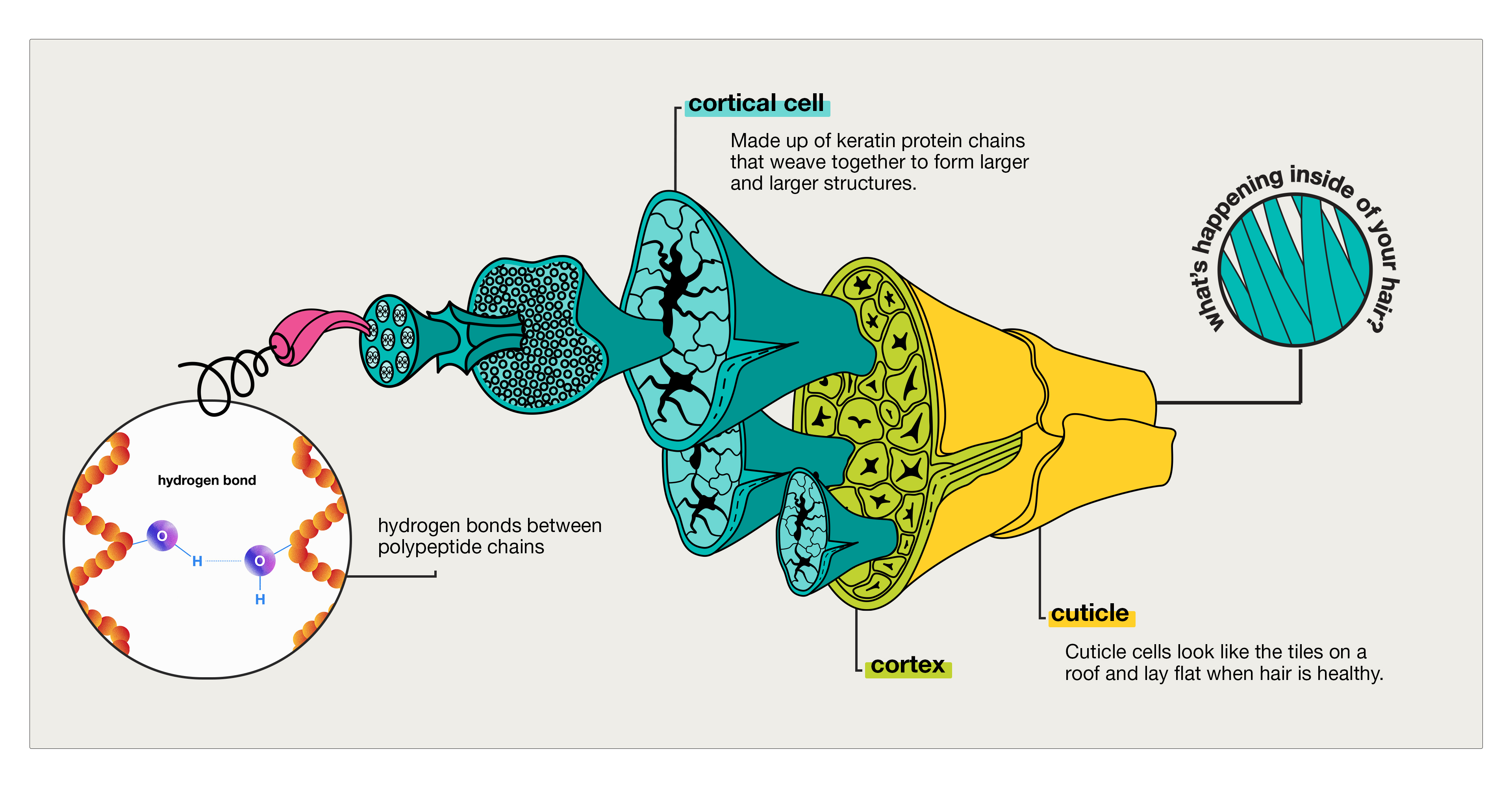 What Is Optimal Hair Hydration?
