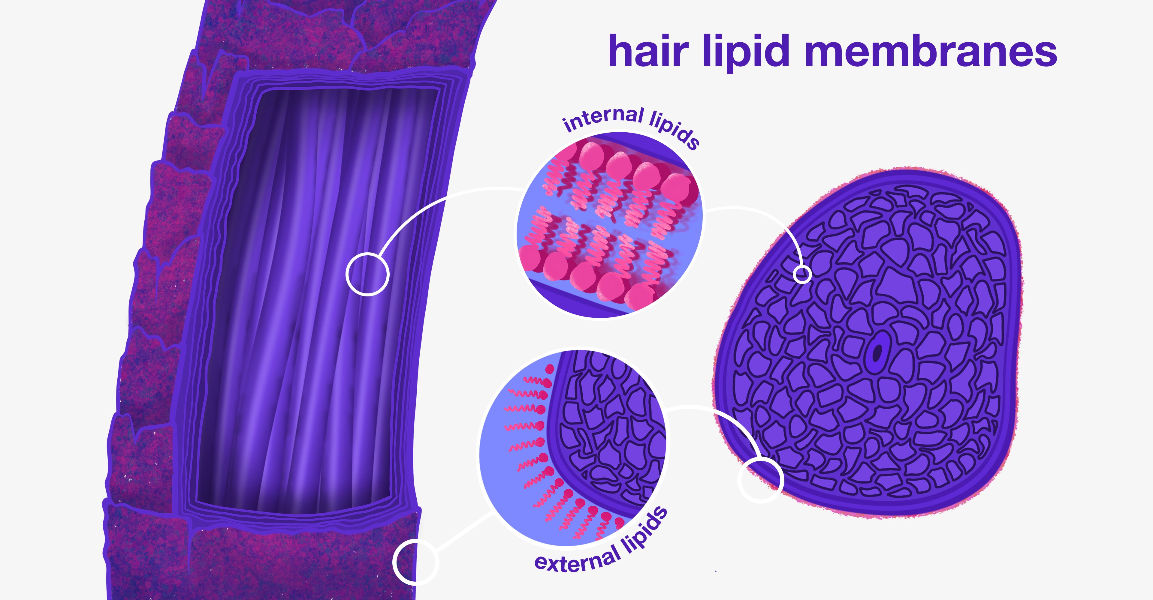 internal + external lipids on inside and outside of hair strand