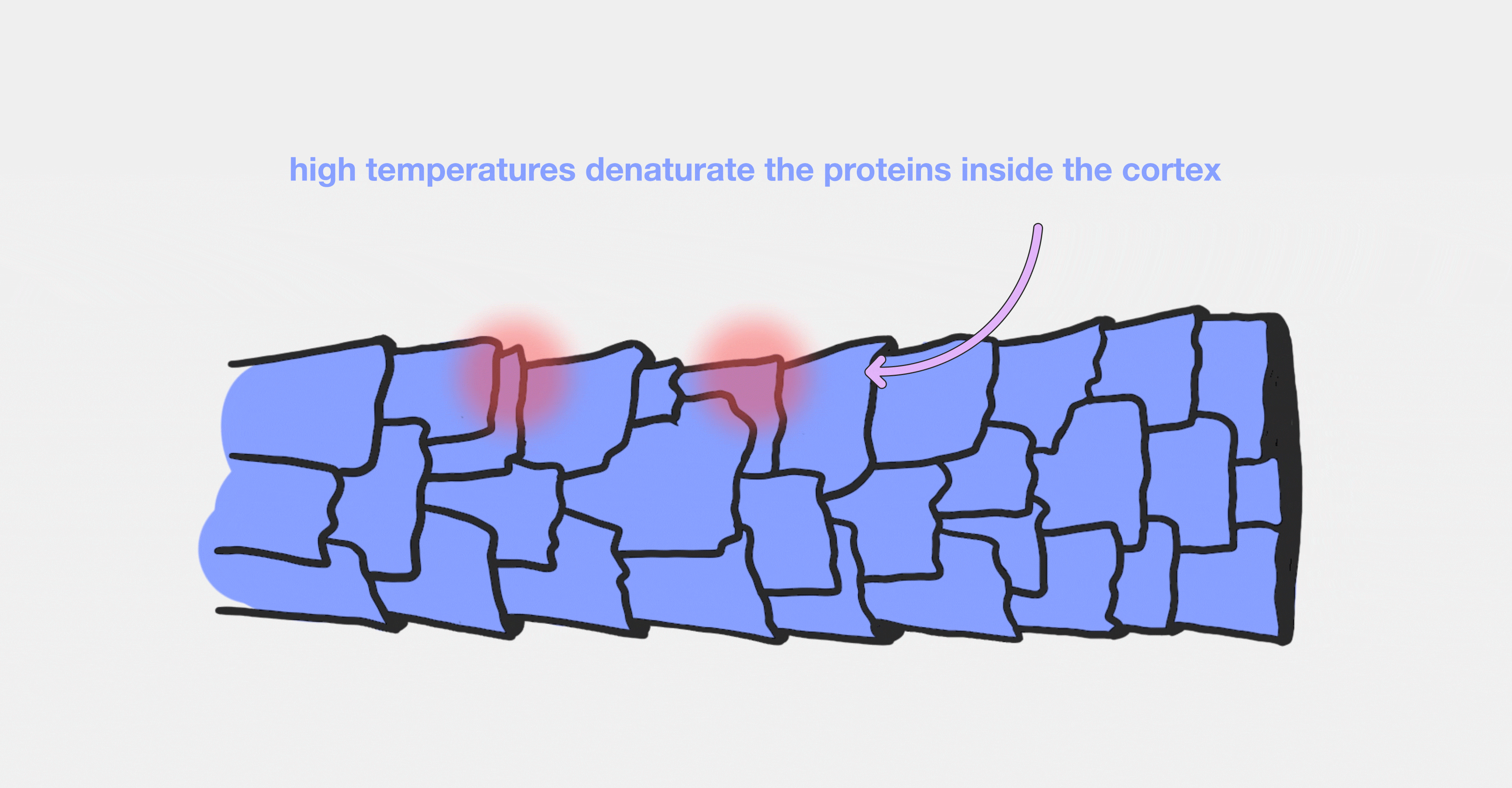 Image of hair strand with high temperatures denaturate the proteins inside the cortex
