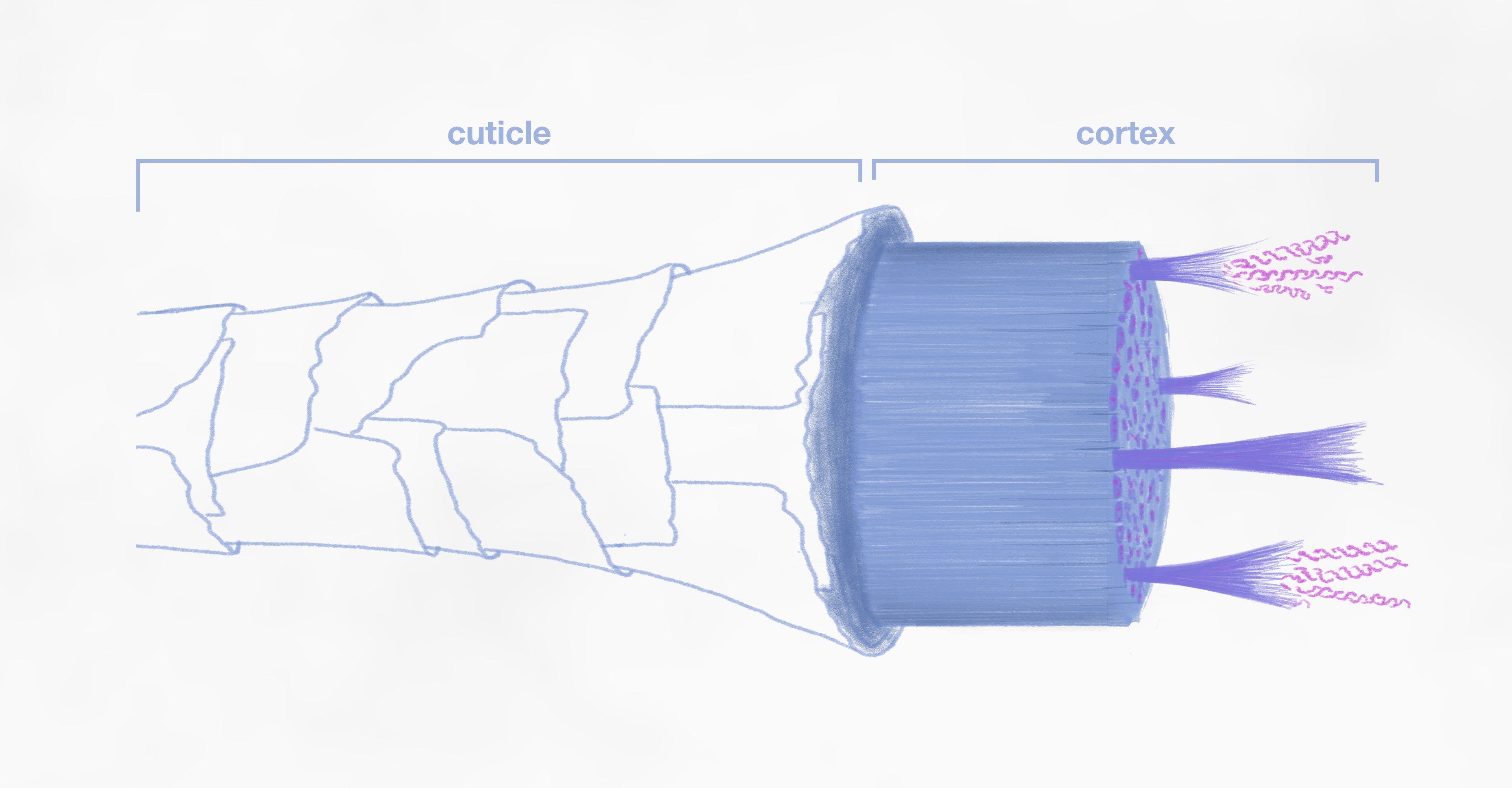 Image of hair cuticle and cortex