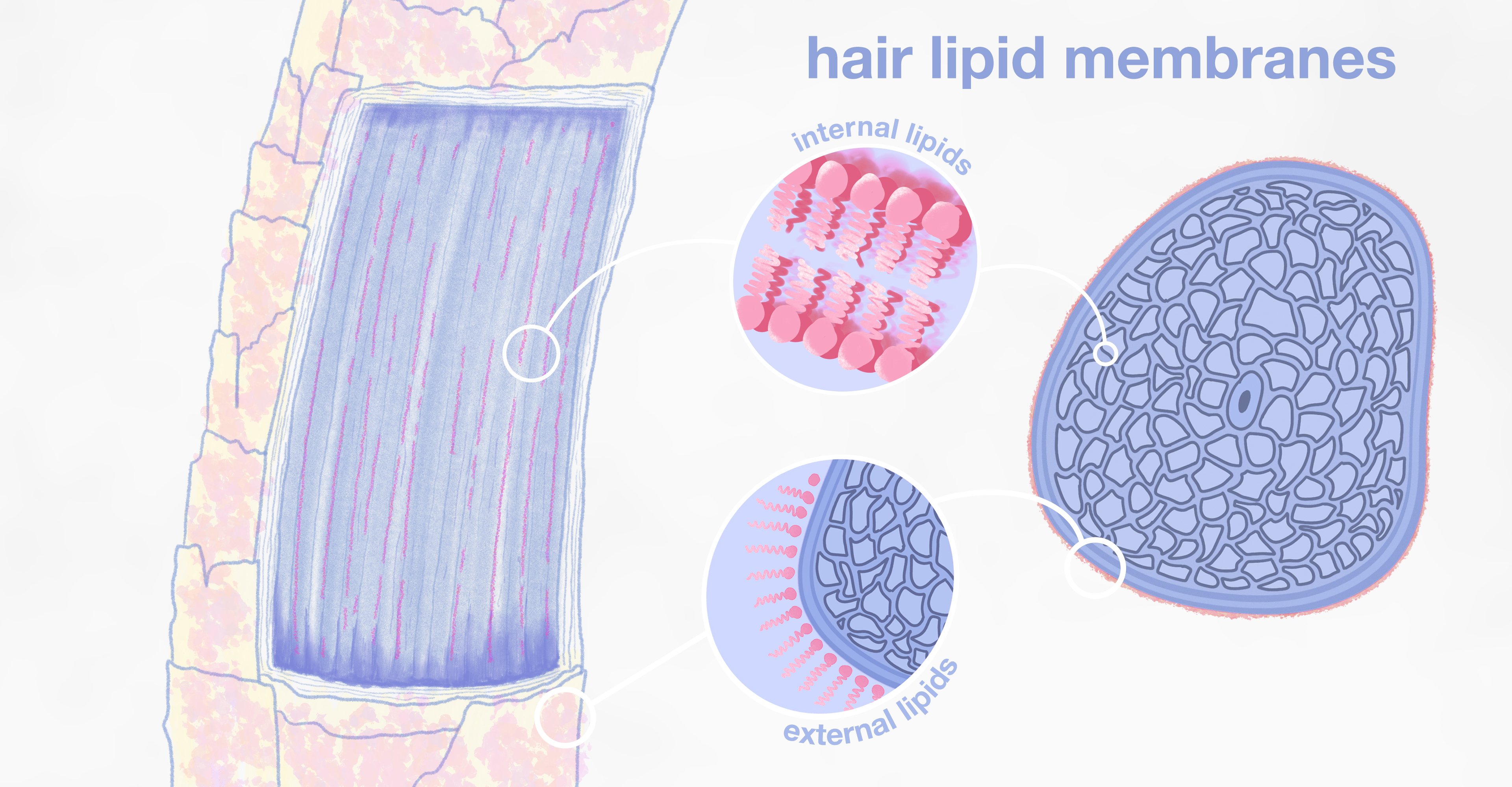 Image of hair lipid membranes