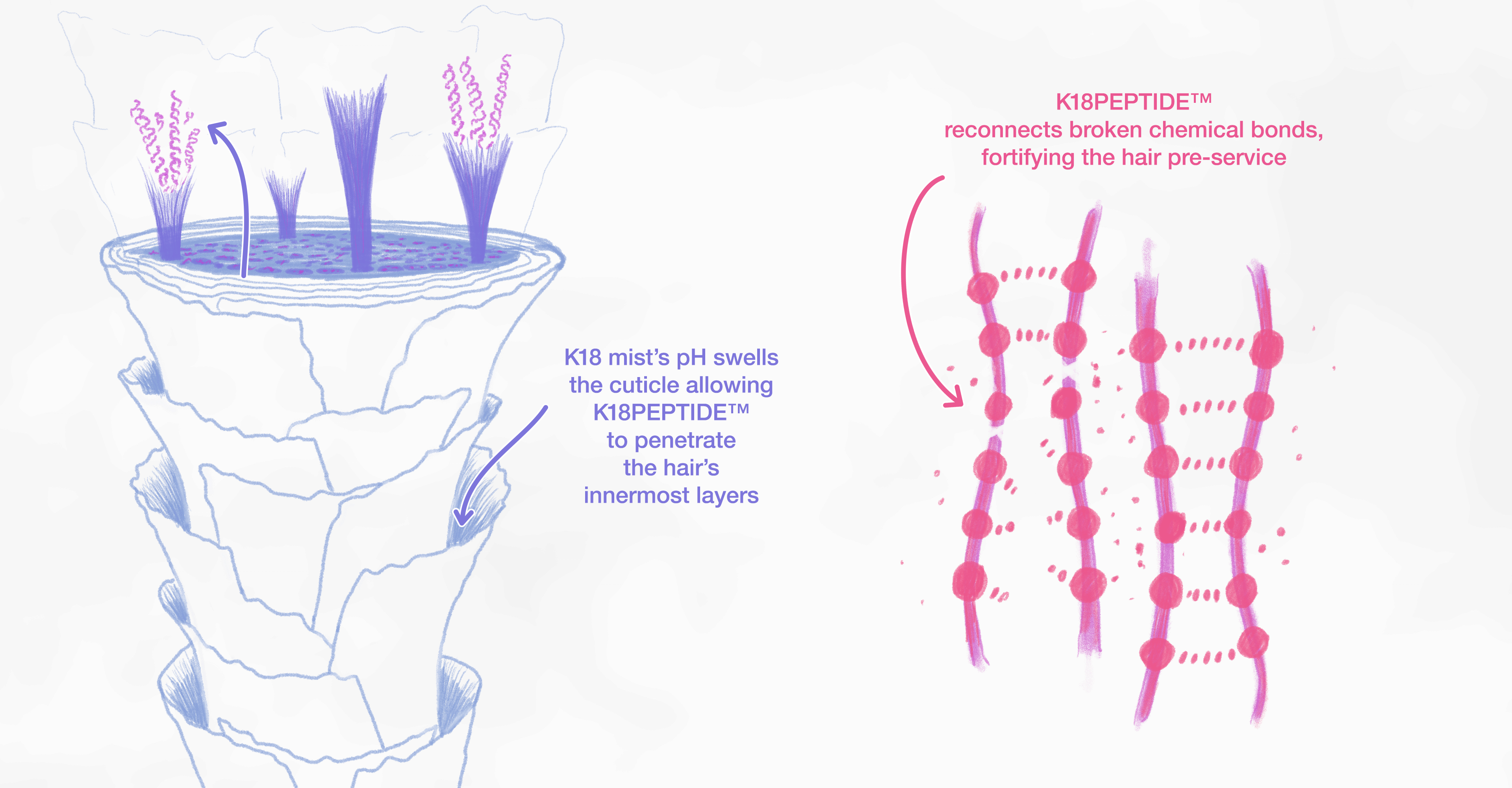 Image of how K18 PRO Mist works in the hair