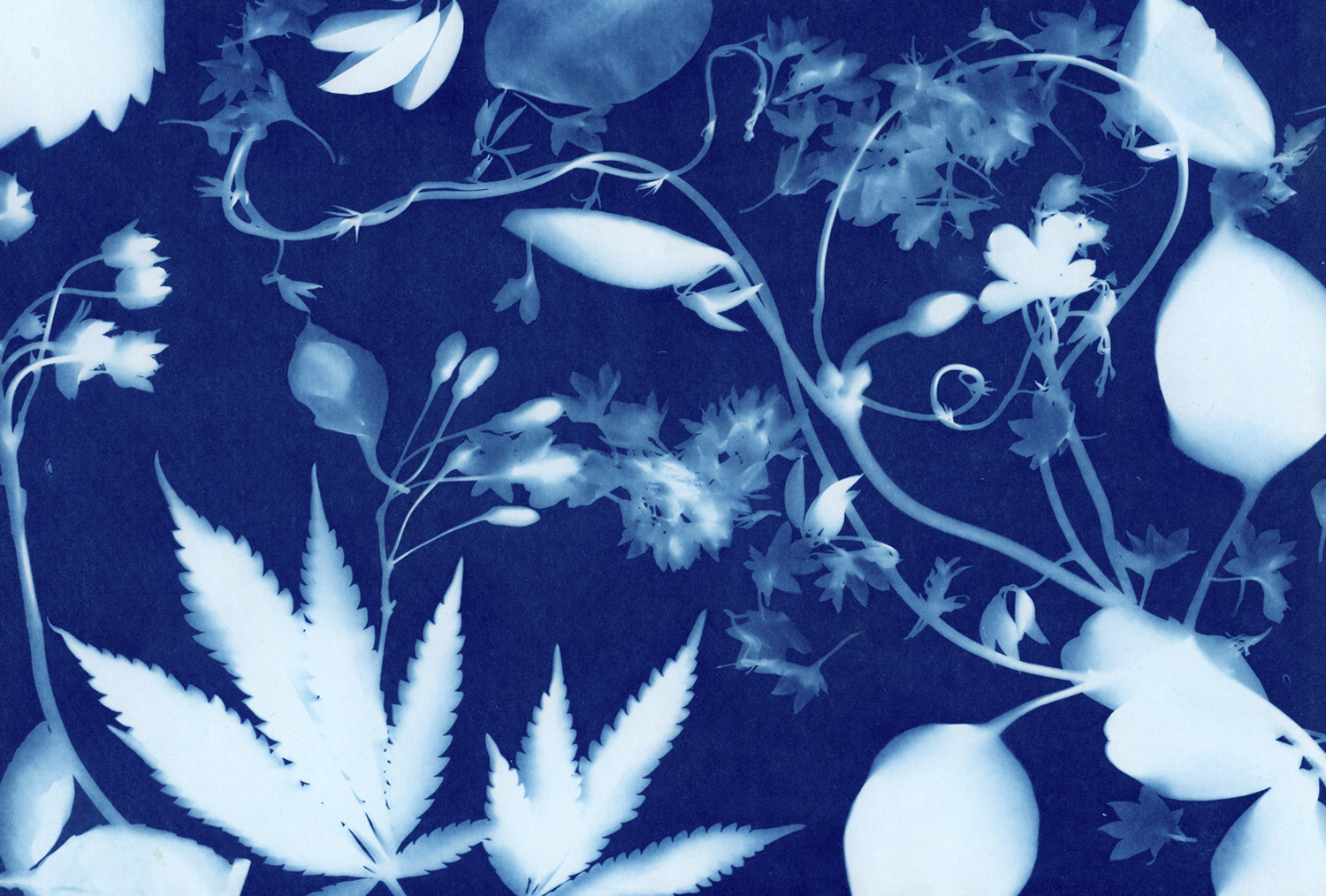 Blue Dream by Anja Charbonneau and Fieldwork Flowers