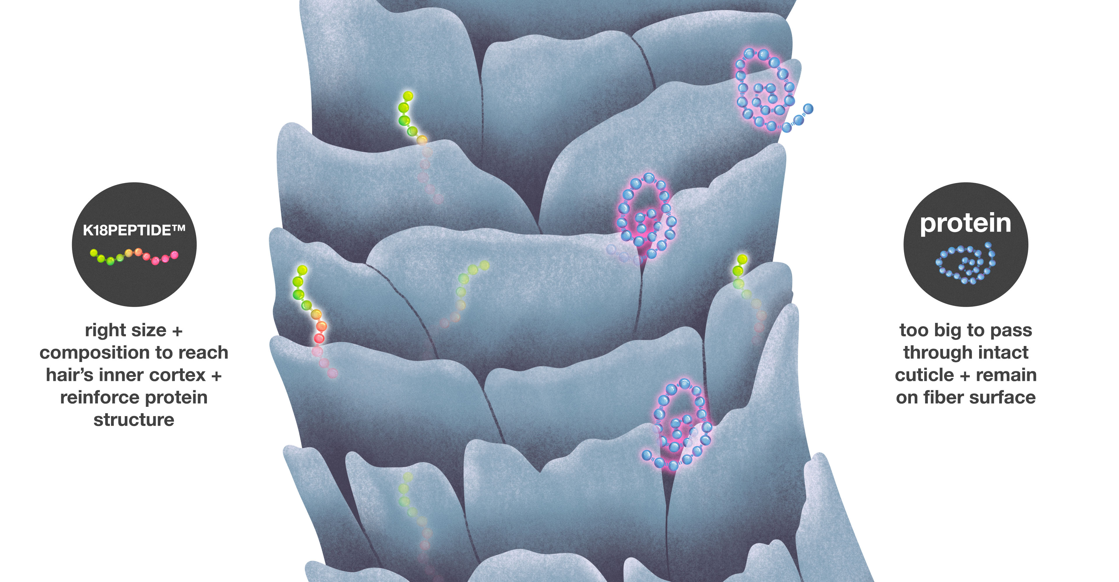 The Discovery Of K18PEPTIDE™ Powering K18REPAIR™
