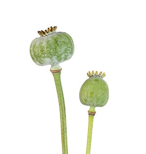 Poppy Pod Poppy Pod