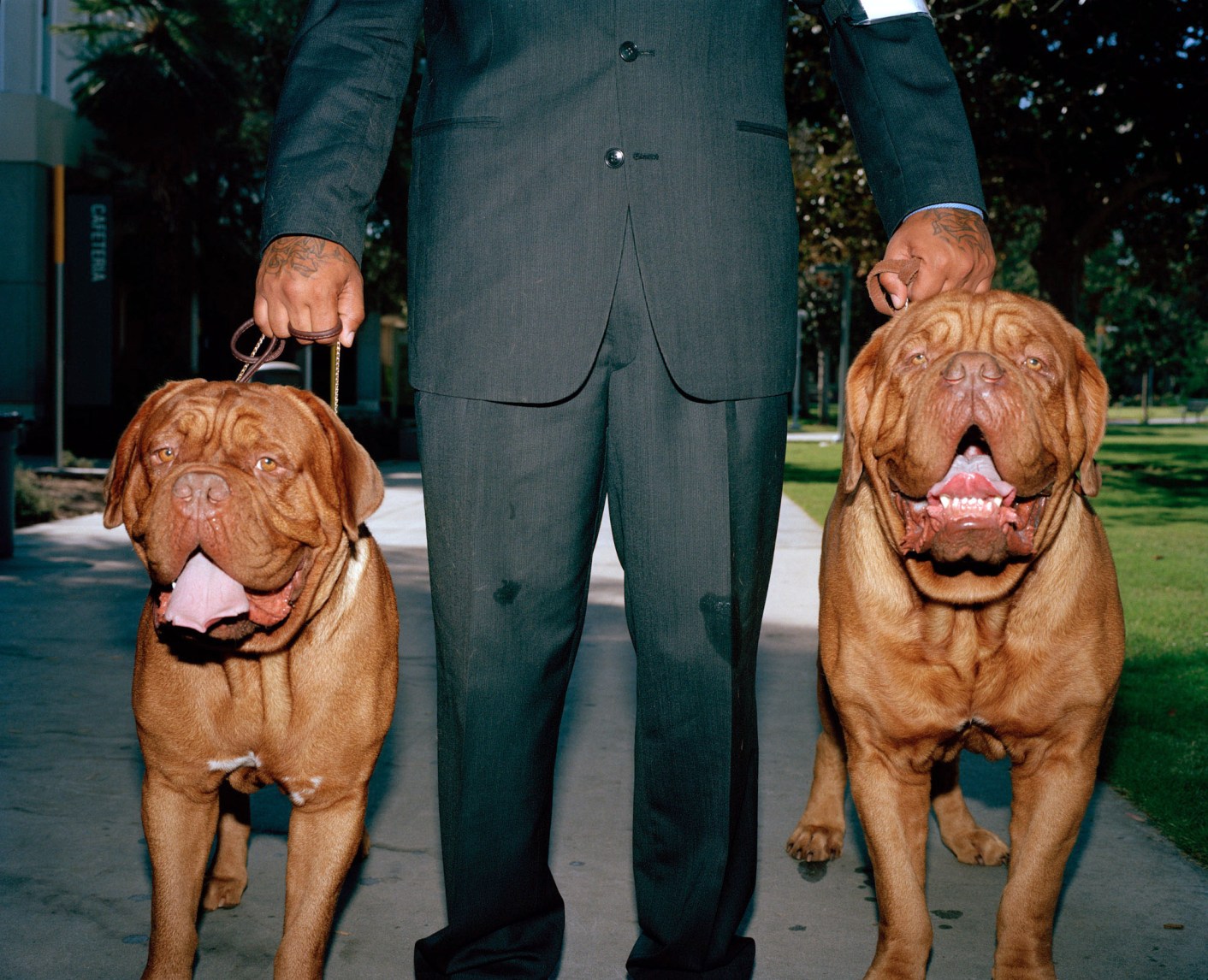 Dietrich and his Mastiffs, Burbank, LA