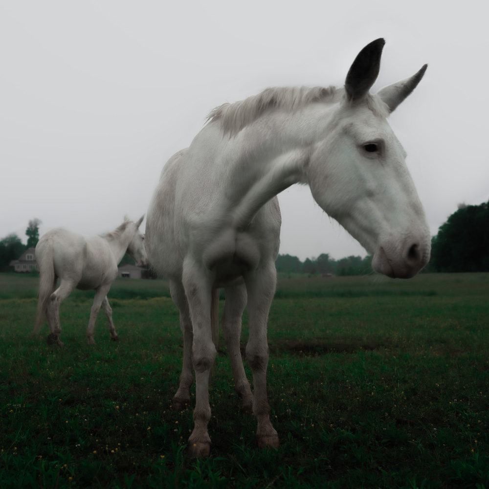 I’ve recently gotten into hiking. Everyday on my way to the trail in the Appalachian Mountains I’d pass these two beautiful white horses. I decided to bring my Leica one day and pop off a couple shots. I love how mysterious and cinematic they look in the light rain and fog. Photo credit: Neil Perry
