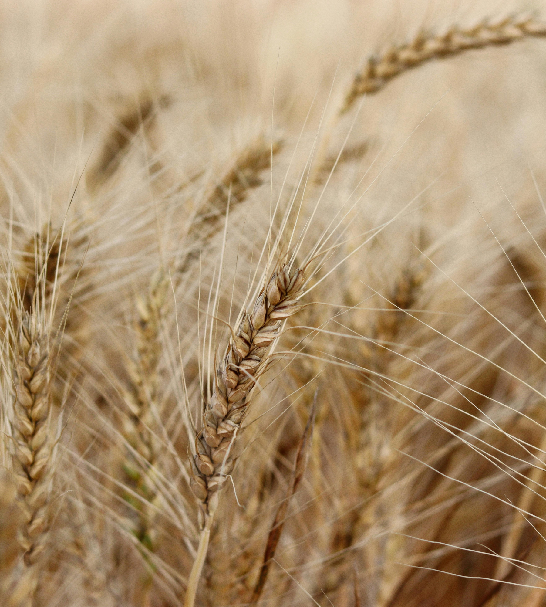 IS KAMUT® GLUTEN-FREE?