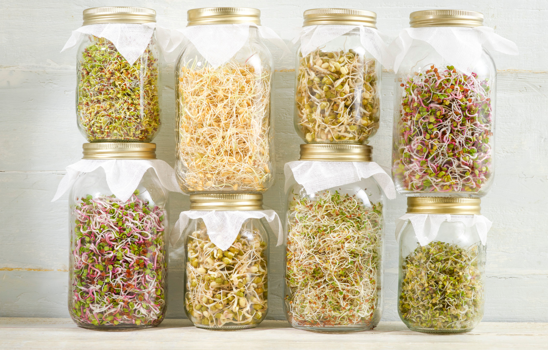 WHAT ARE THE BEST SEEDS FOR SPROUTING?