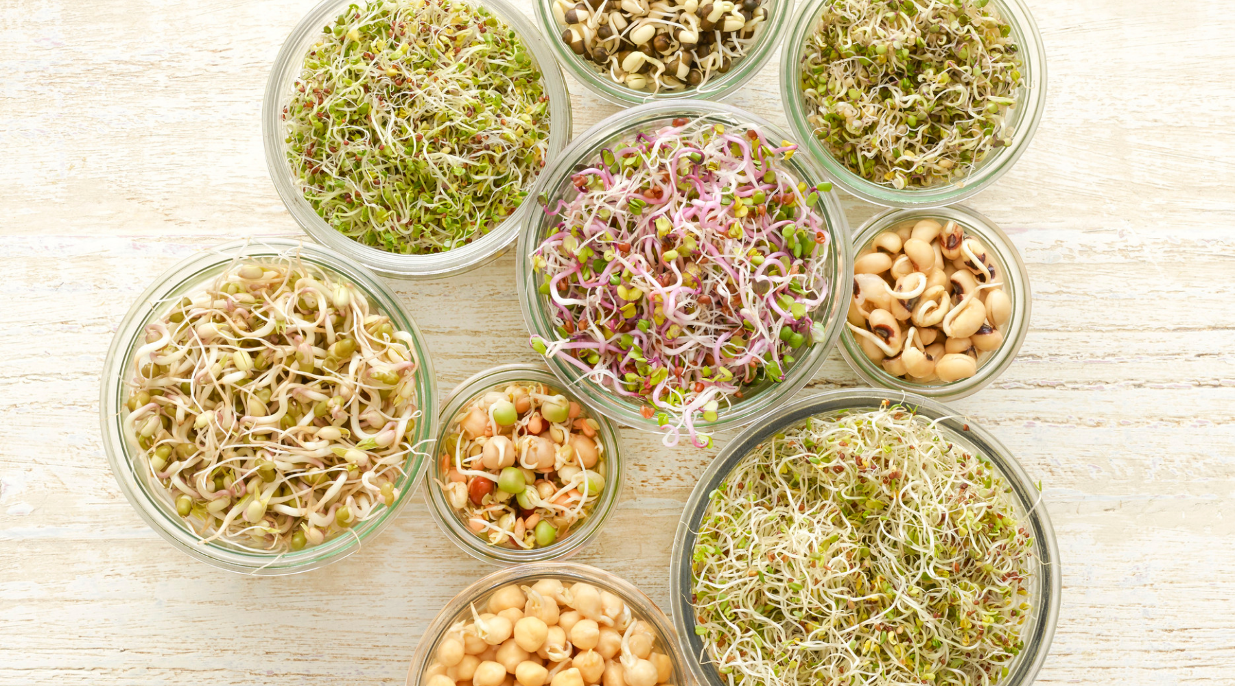 WHAT ARE THE BEST SEEDS FOR SPROUTING? 12 SEEDS TO GROW NOW!